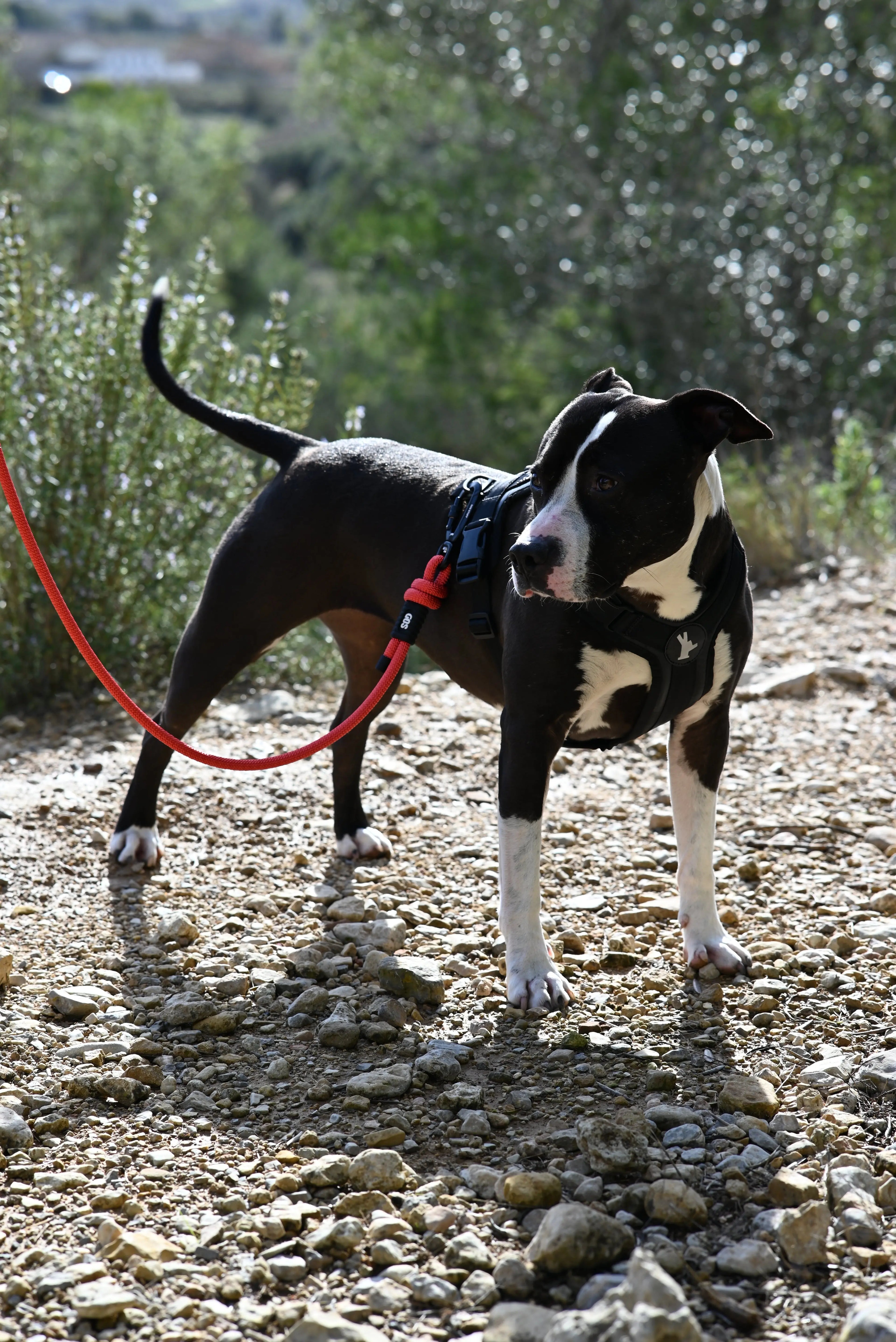 Arnés reciclado SECOND / SH-L-002 GOS STUFF