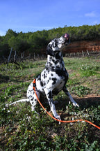 Arnés reciclado SECOND / SH-M-005 GOS STUFF