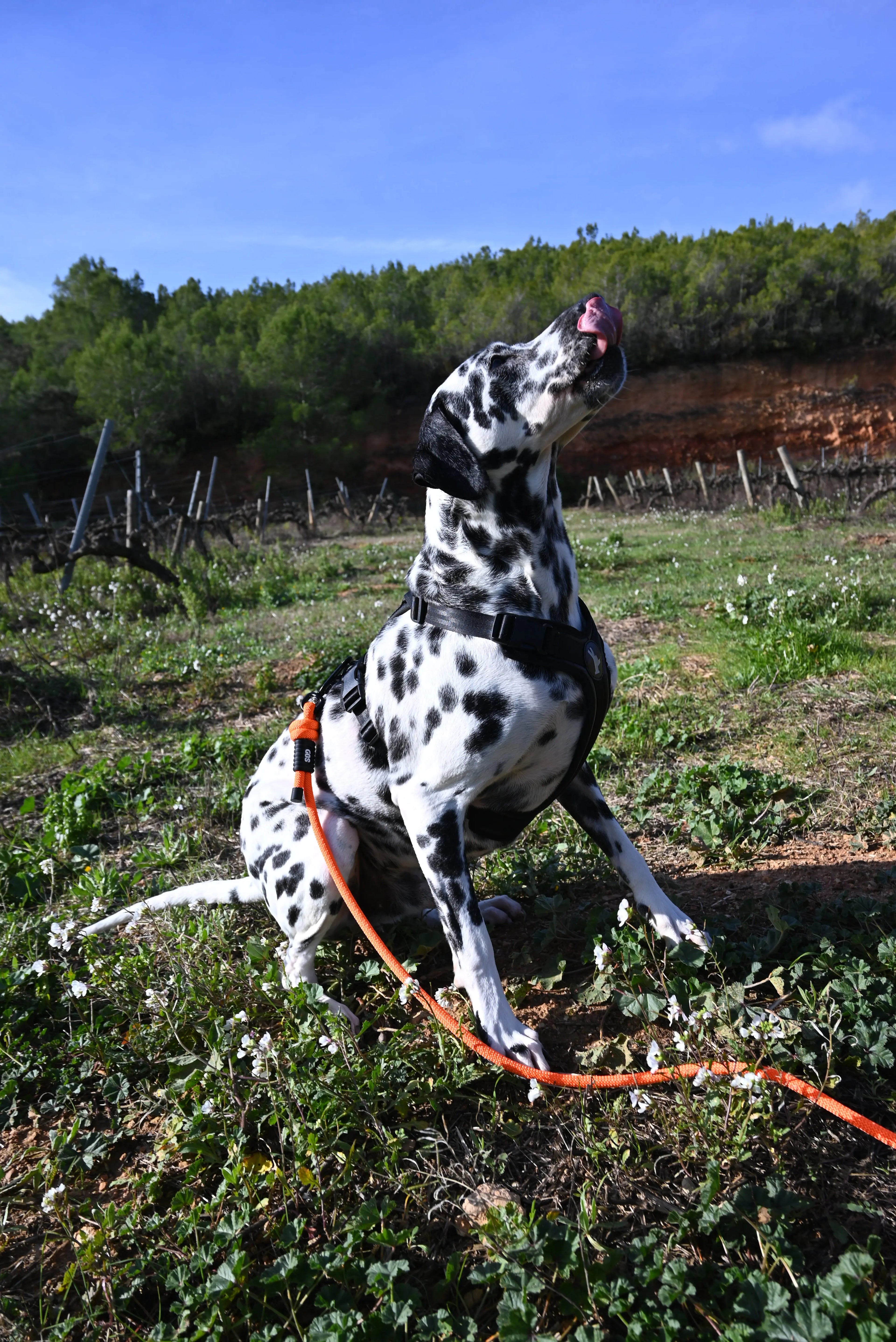 Arnés reciclado SECOND / SH-M-005 GOS STUFF