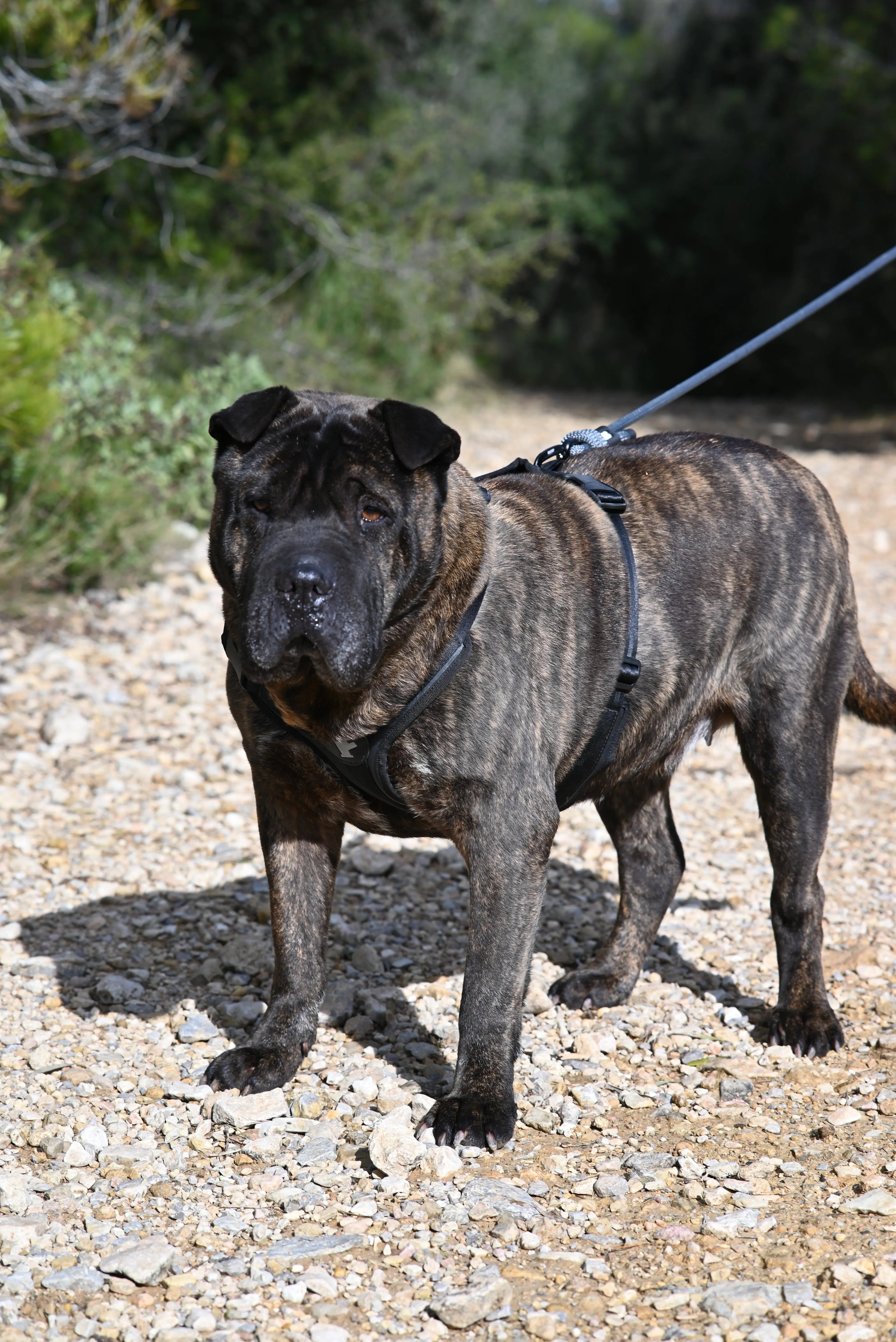 Arnés reciclado SECOND / SH-S-001 GOS STUFF