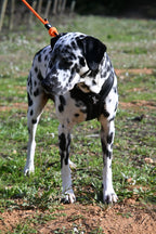 Arnés reciclado SECOND / SH-S-001 GOS STUFF