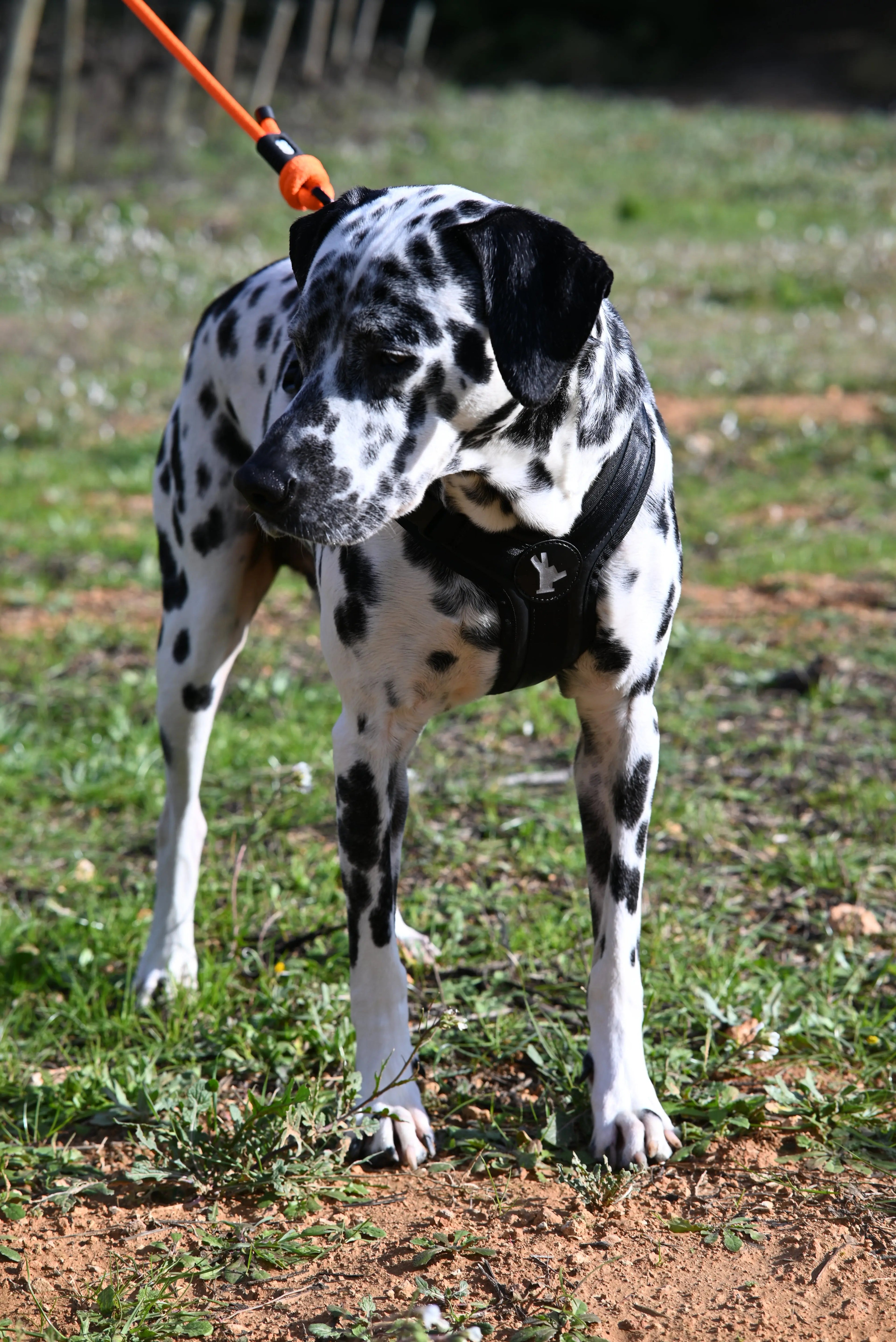 Arnés reciclado SECOND / SH-S-001 GOS STUFF