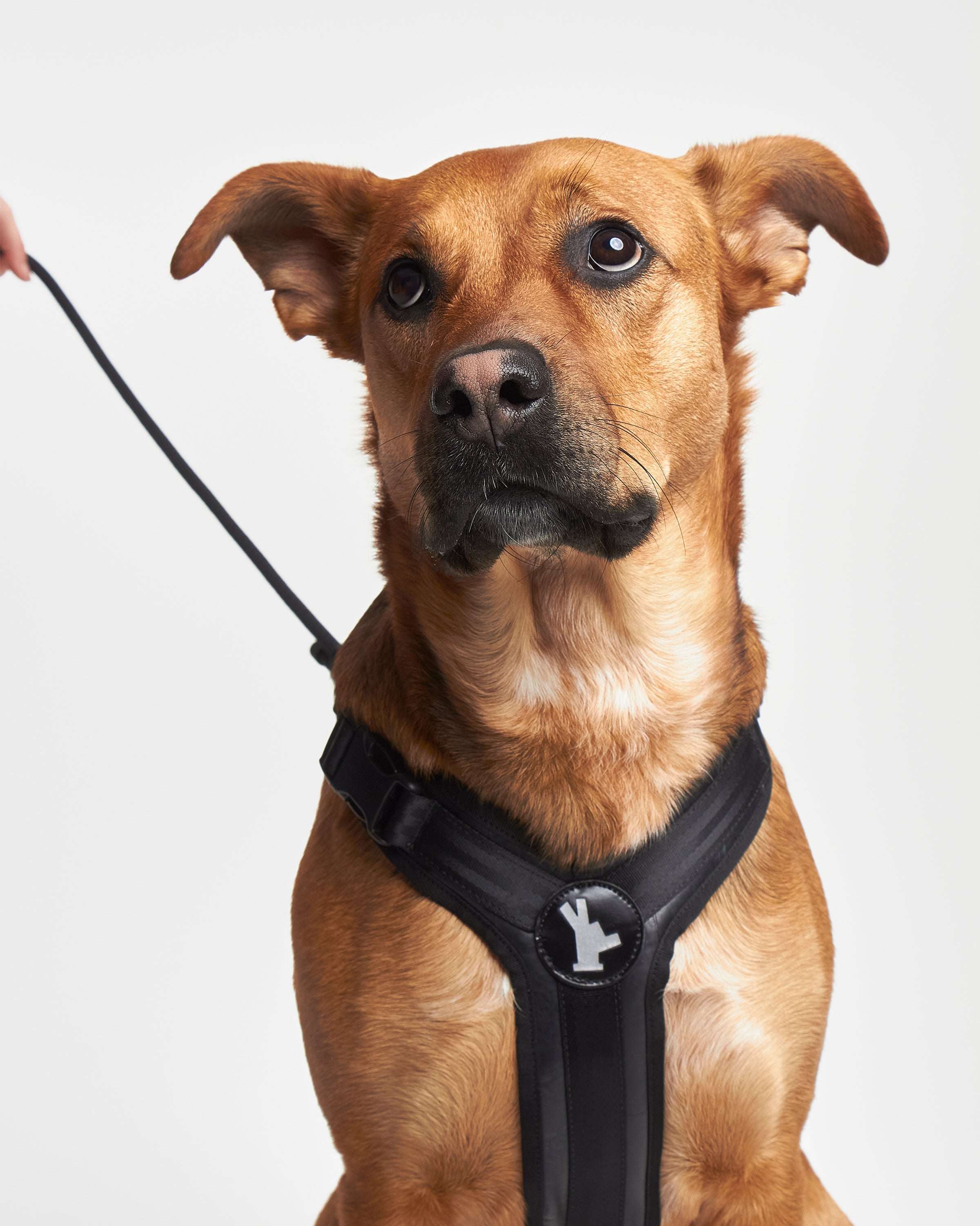 Arnés_perro_neumatico