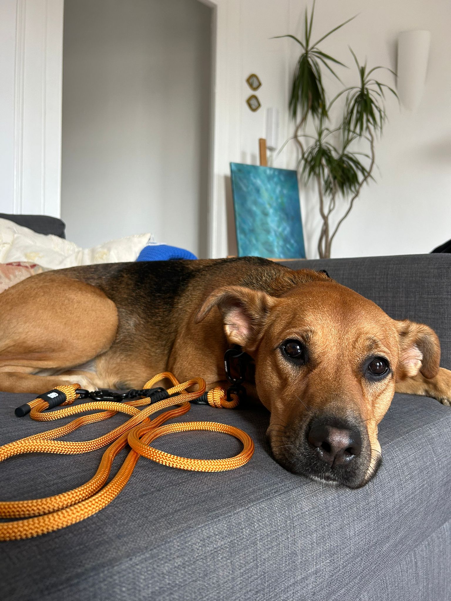 Correa-perro-nylon-s-apricot-1