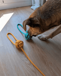 Lima jugando con mordedor