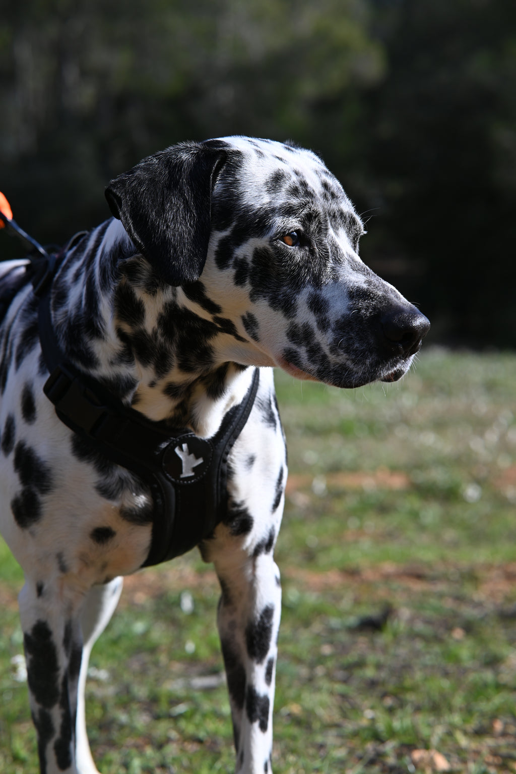 Second chances for dogs / Obbe - GOSSTUFF
