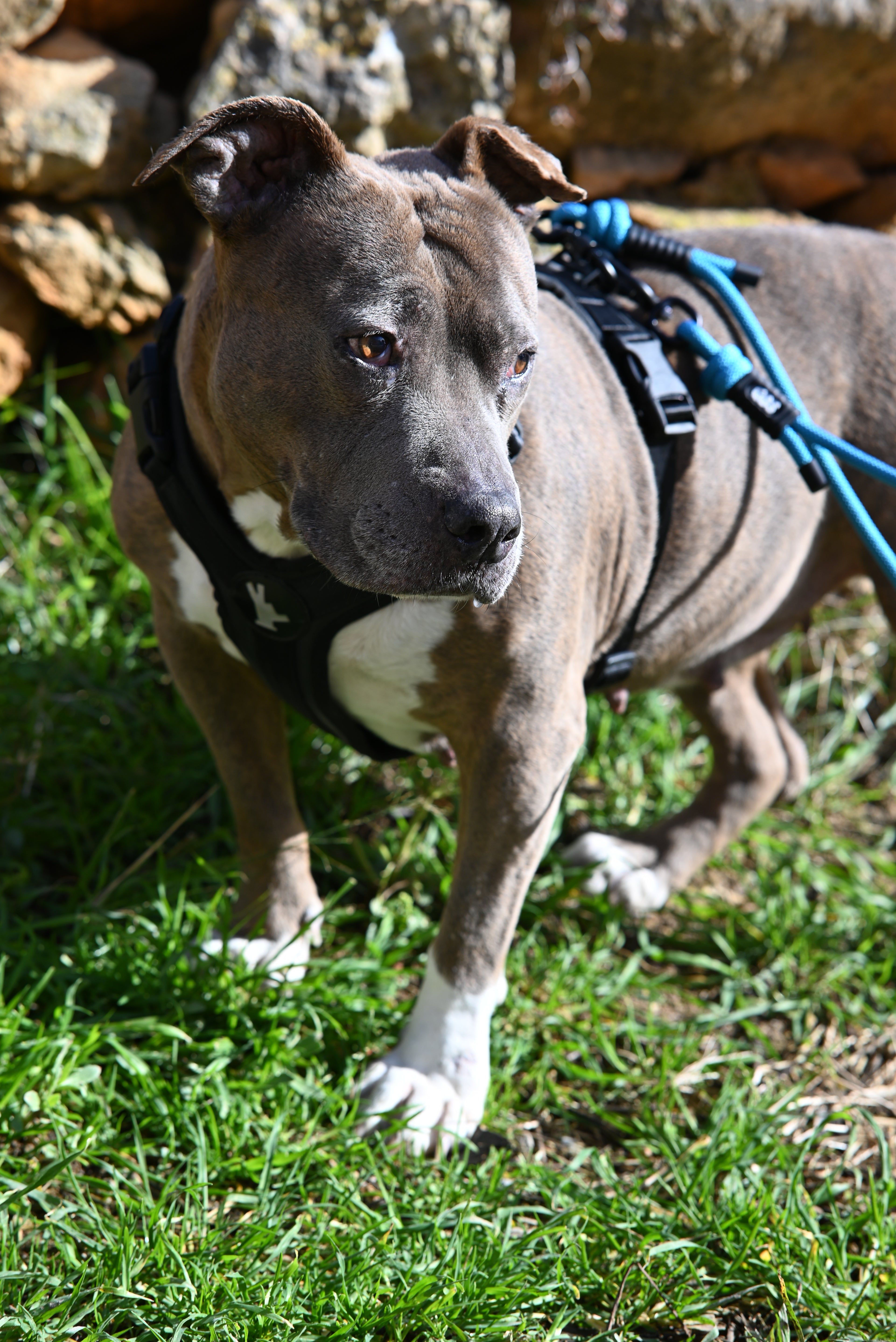 Second chances for dogs / Triana - GOSSTUFF