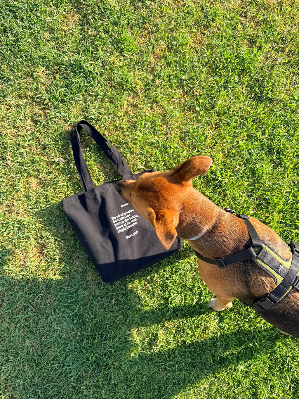Humano de perro