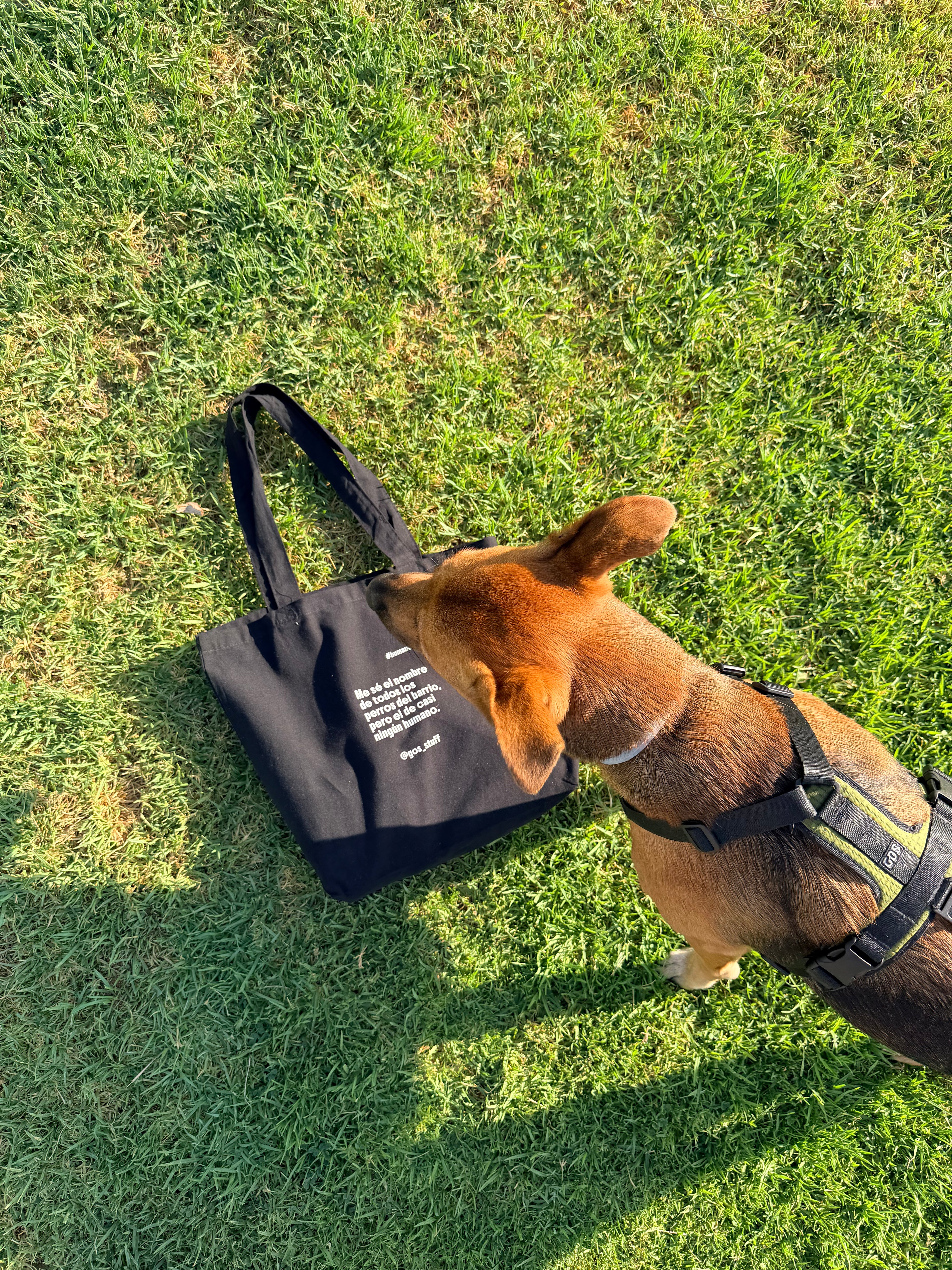 Humano de perro